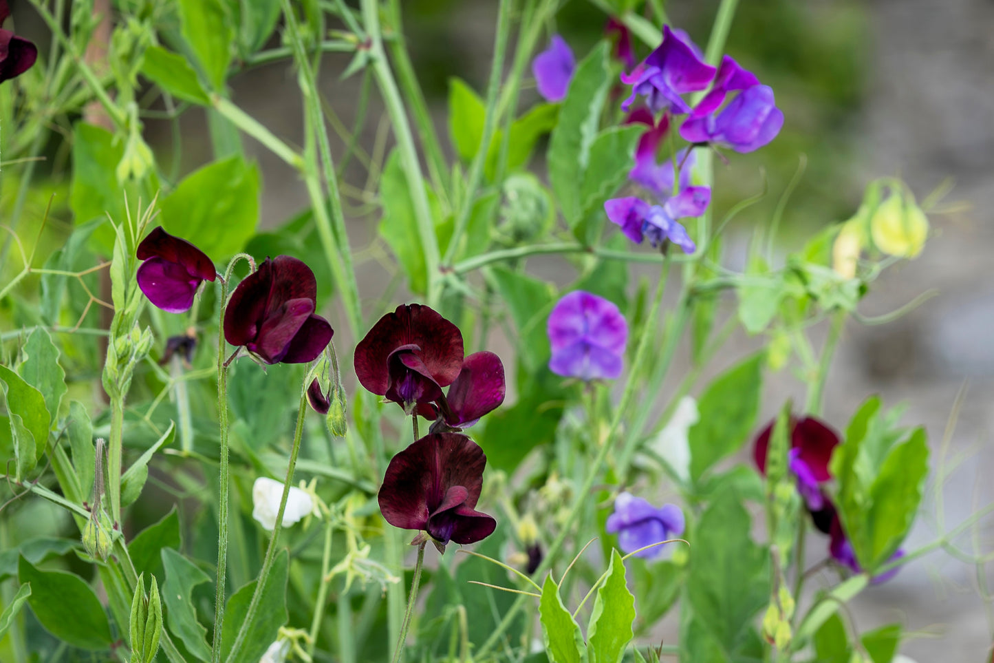 20 Royal MAROON SWEET PEA Lathyrus Odoratus Vine Dark Red Fragrant Flower Seeds