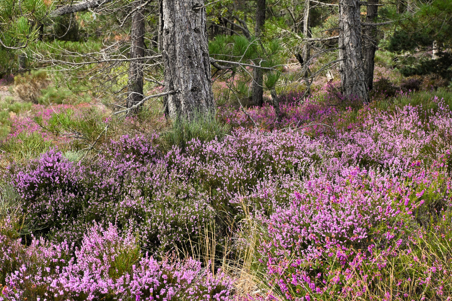 100 Scotch TRUE HEATHER Shrub Scot's Purple Pink Flower Calluna Vulgaris Seeds