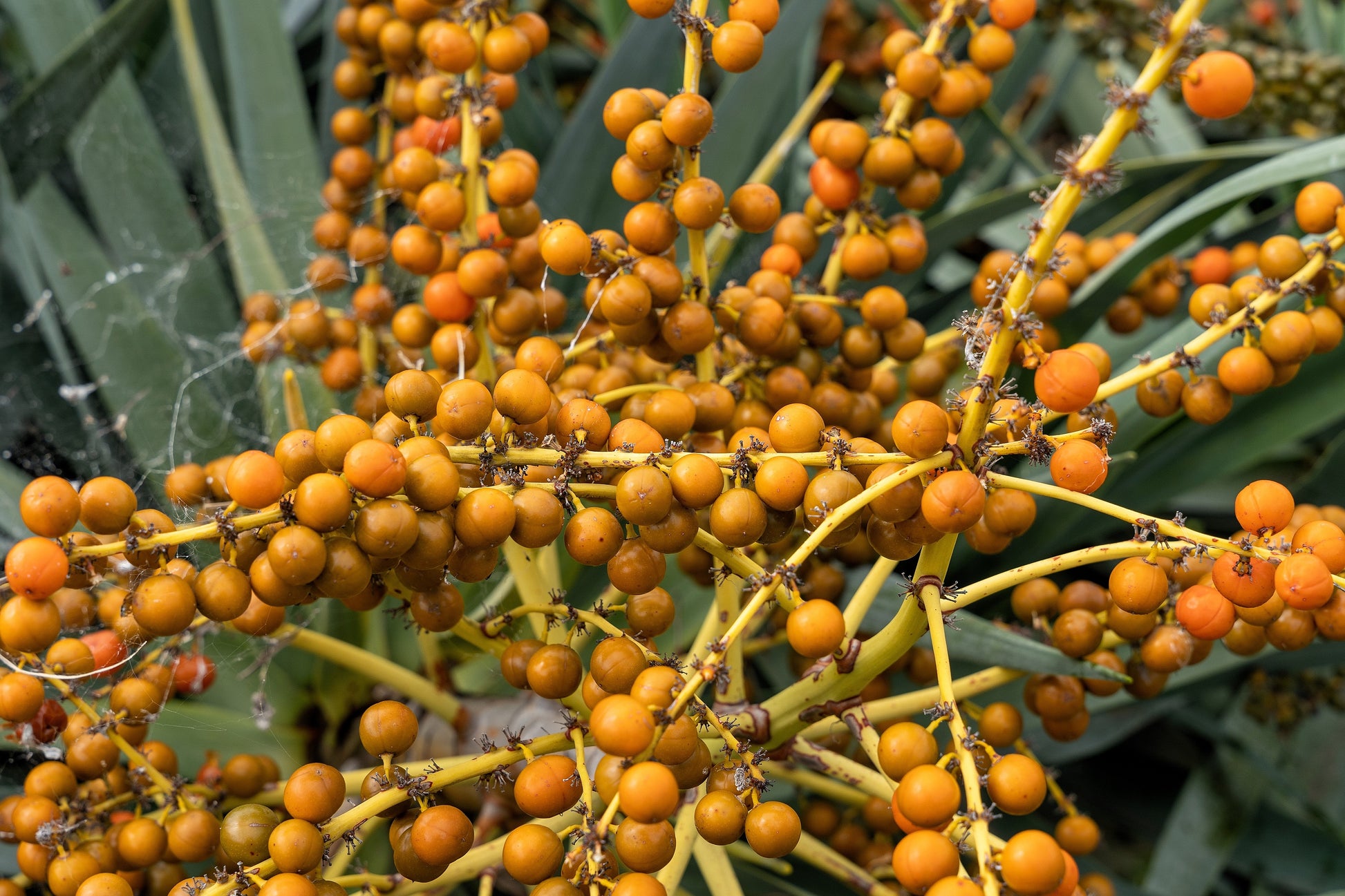 dracaena seeds for sale 10 DRAGON TREE Dracaena Draco Canary Island Drago Blood Asparagus Yucc – Seedville USA