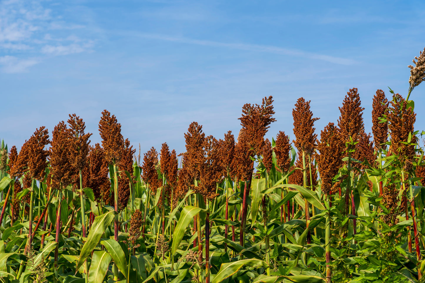 sweet sorghum seeds for planting 50 DELLA SORGHUM Bicolor Syrup Flour Grain Vegetable Seeds – Seedville USA