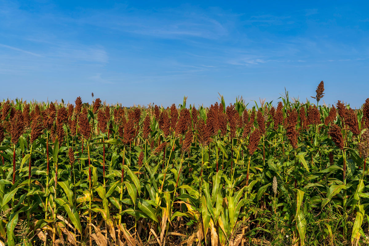 50 DELLA SORGHUM Bicolor Syrup Flour Grain Vegetable Seeds