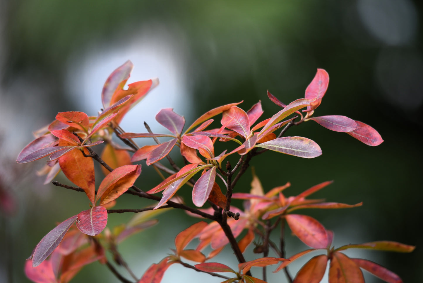 5 DWARF RUSSIAN ALMOND Prunus Tenella Rose Red Pink Fragrant Flower Shrub Seeds