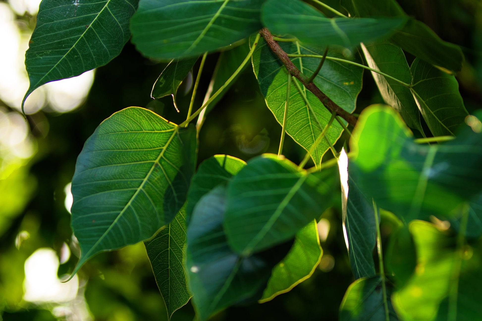 30 FICUS TREE (Bodhi Tree / Sacred Fig / Bo Tree / Pipal) Ficus Religi –  Seedville USA