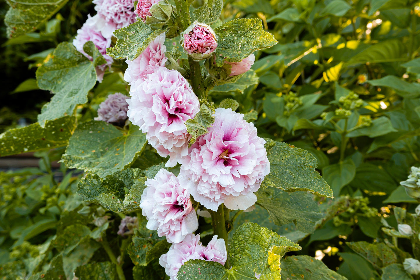 50 Dwarf Double HOLLYHOCK MAJORETTE MIX Alcea Rosea Red Pink White Maroon Yellow Mixed Color Flower Seeds