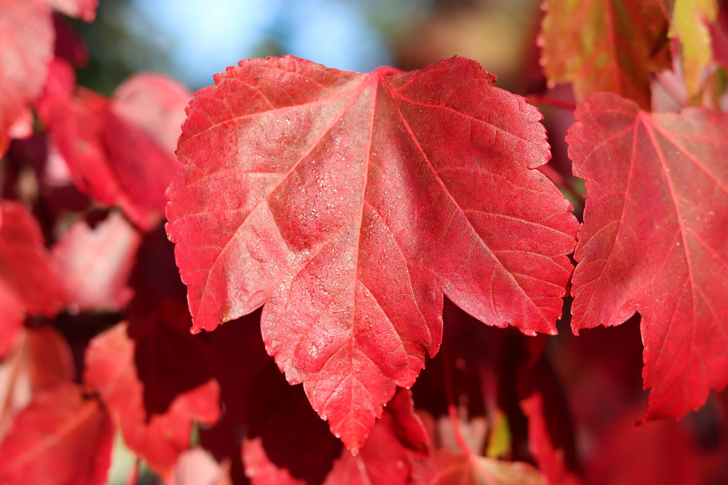 25 Scarlet CAROLINA RED MAPLE Tree Acer Rubrum Seeds
