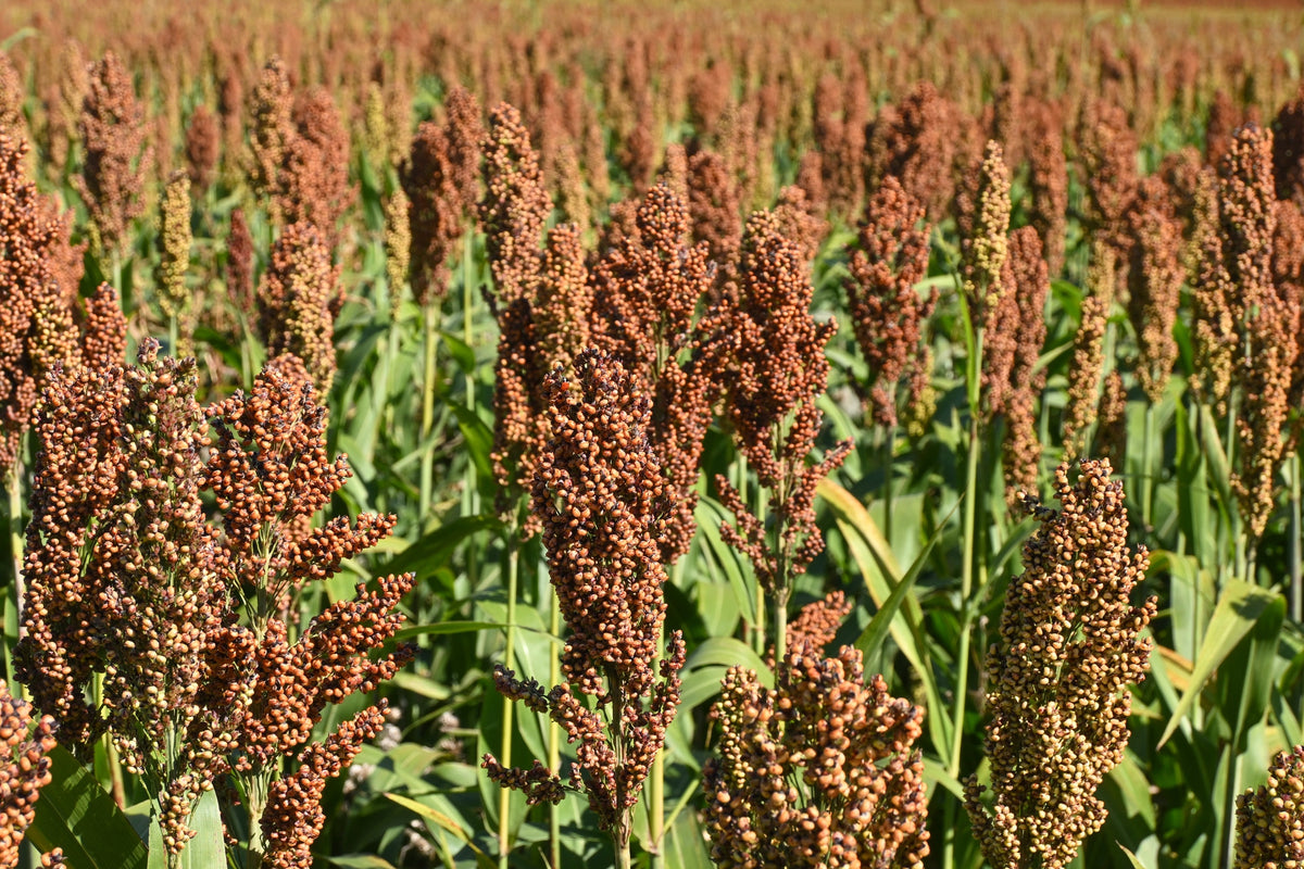 100 DALE SORGHUM Bicolor Syrup Flour Grain Vegetable Seeds