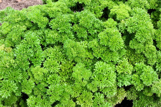 500 FOREST GREEN PARSLEY Petroselinum Crispum Double Triple Curl Vegetable Seeds