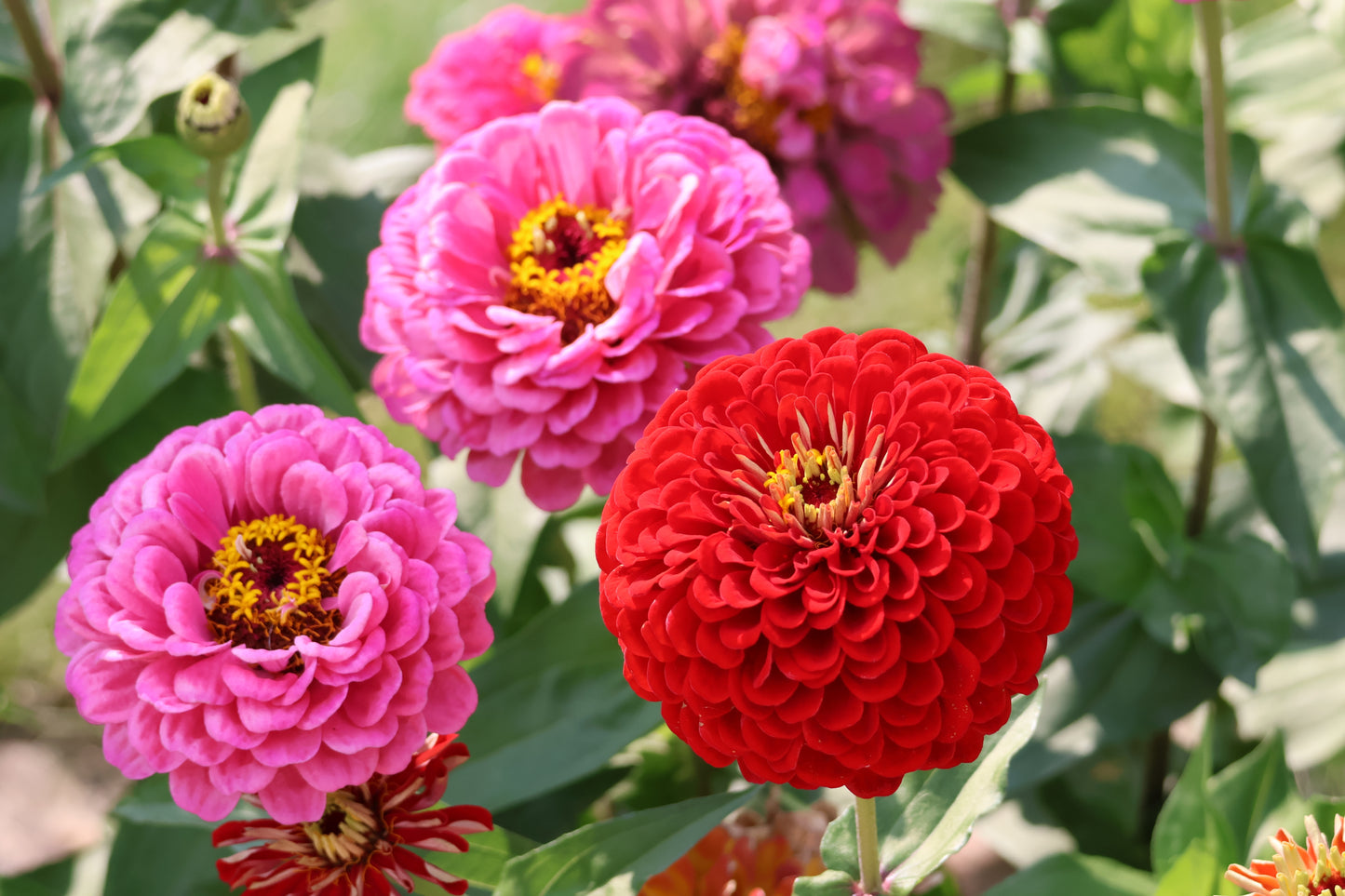250 EXQUISITE ZINNIA Elegans Changes Color Red - Hot Pink Pale Pink Flower Seeds
