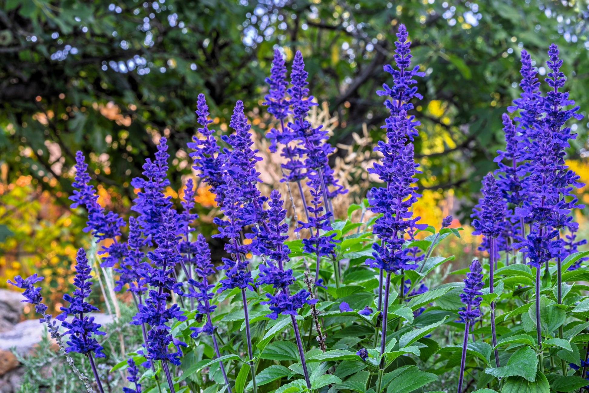 sage flower seeds 500 BLUE BEDDER SAGE Salvia Farinacea Flower Seeds