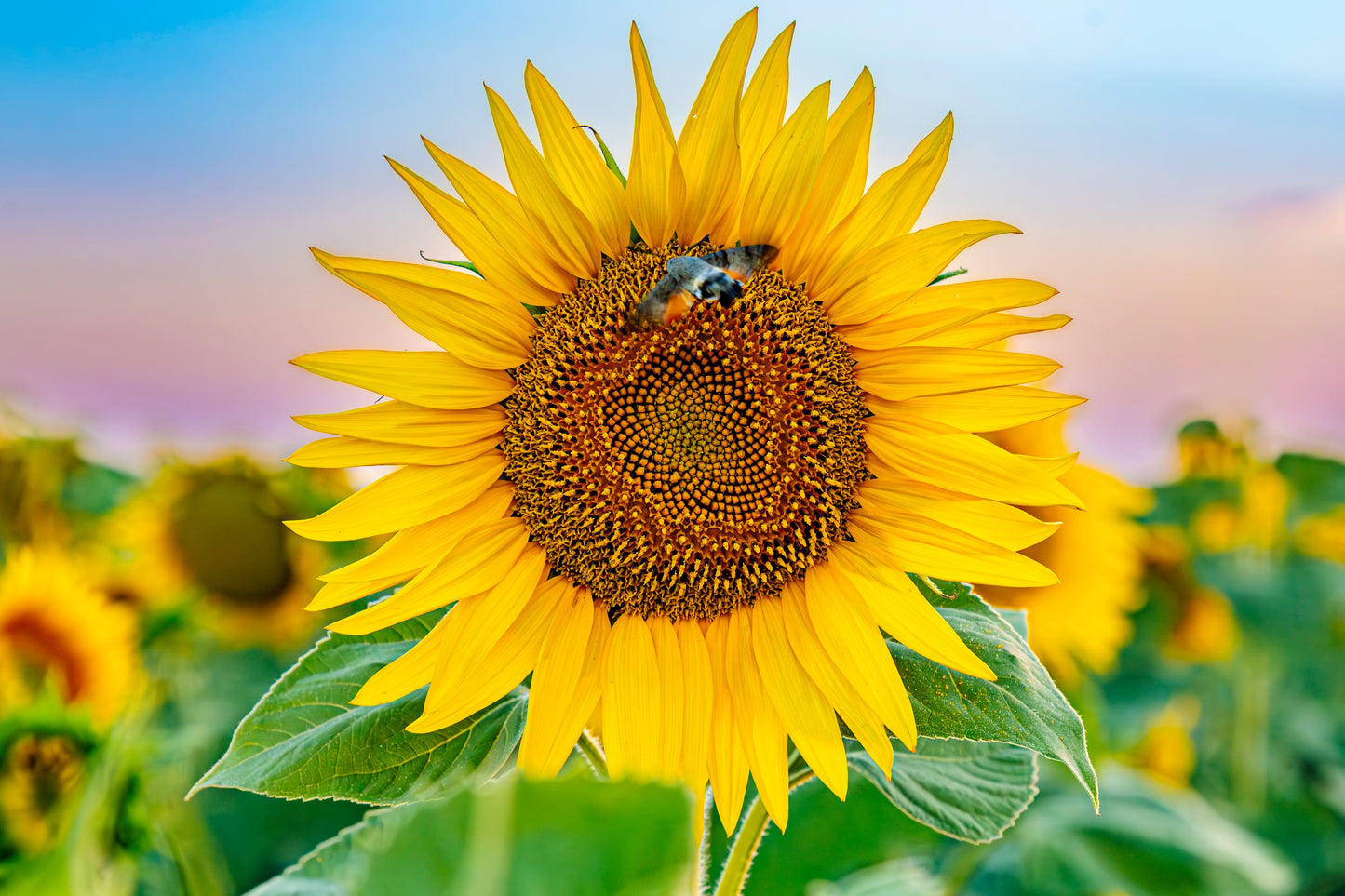 50 HOPI Black Dye SUNFLOWER Helianthus Annuus Flower Seeds