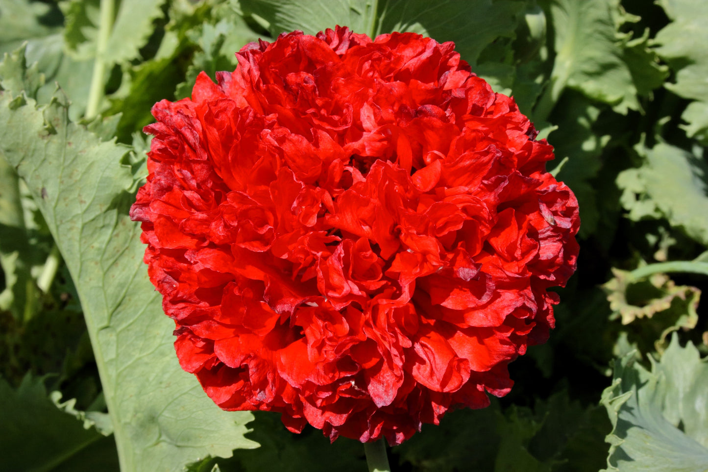 250 Organic PEONY POPPY MIX Papaver Paeoniflorum Mixed Colors Red, White, Pink, Black, Purple, Salmon, Bronze, Lilac, & Bicolor Flower Seeds