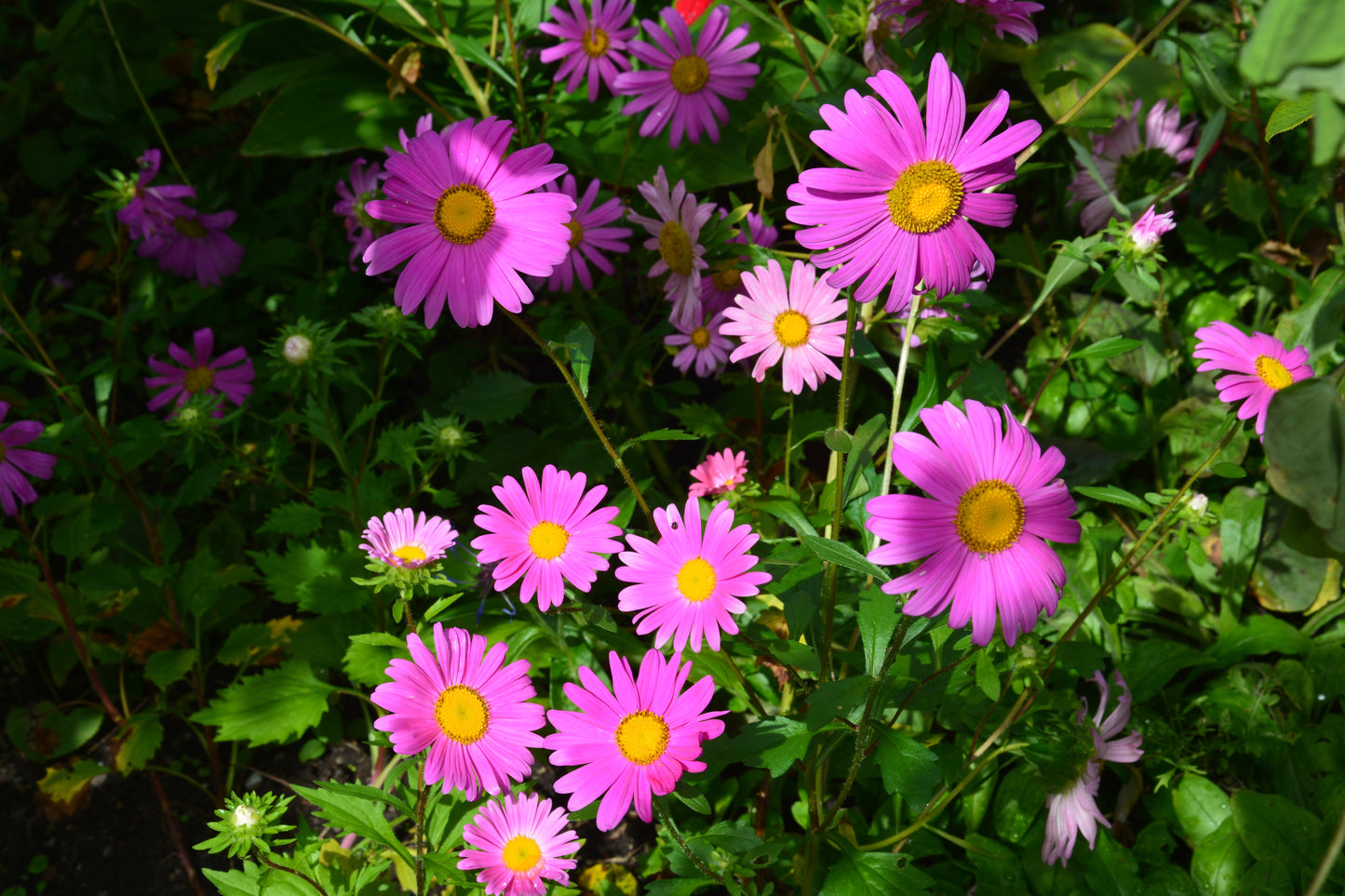 250 MIXED Colors CHINA ASTER Callistephus Chinensis Flower Seeds