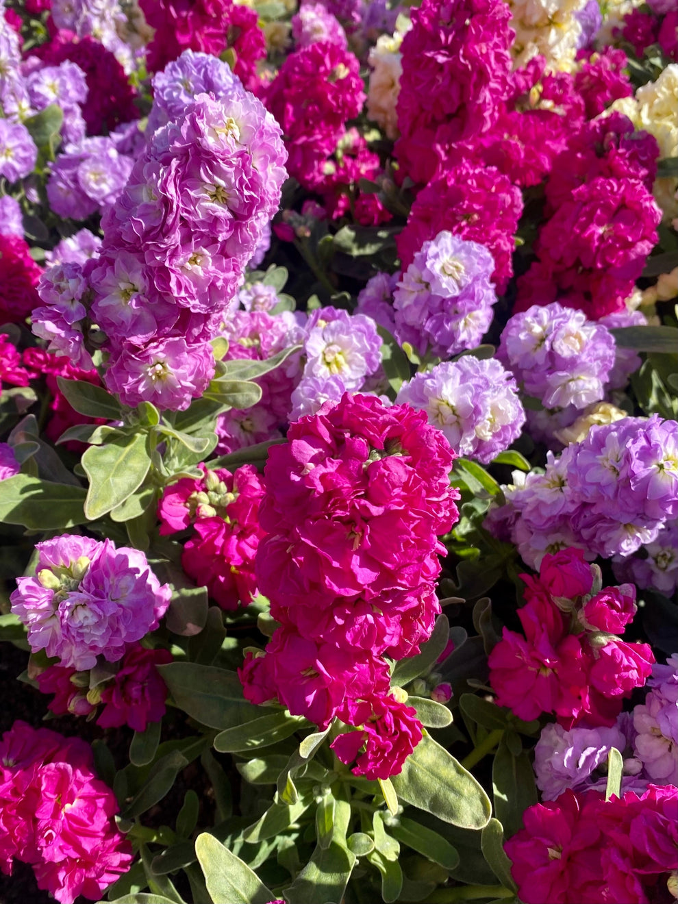 50 MIXED COLORS STOCK Matthiola Incana Ten-Week Gillyflower Blue White ...