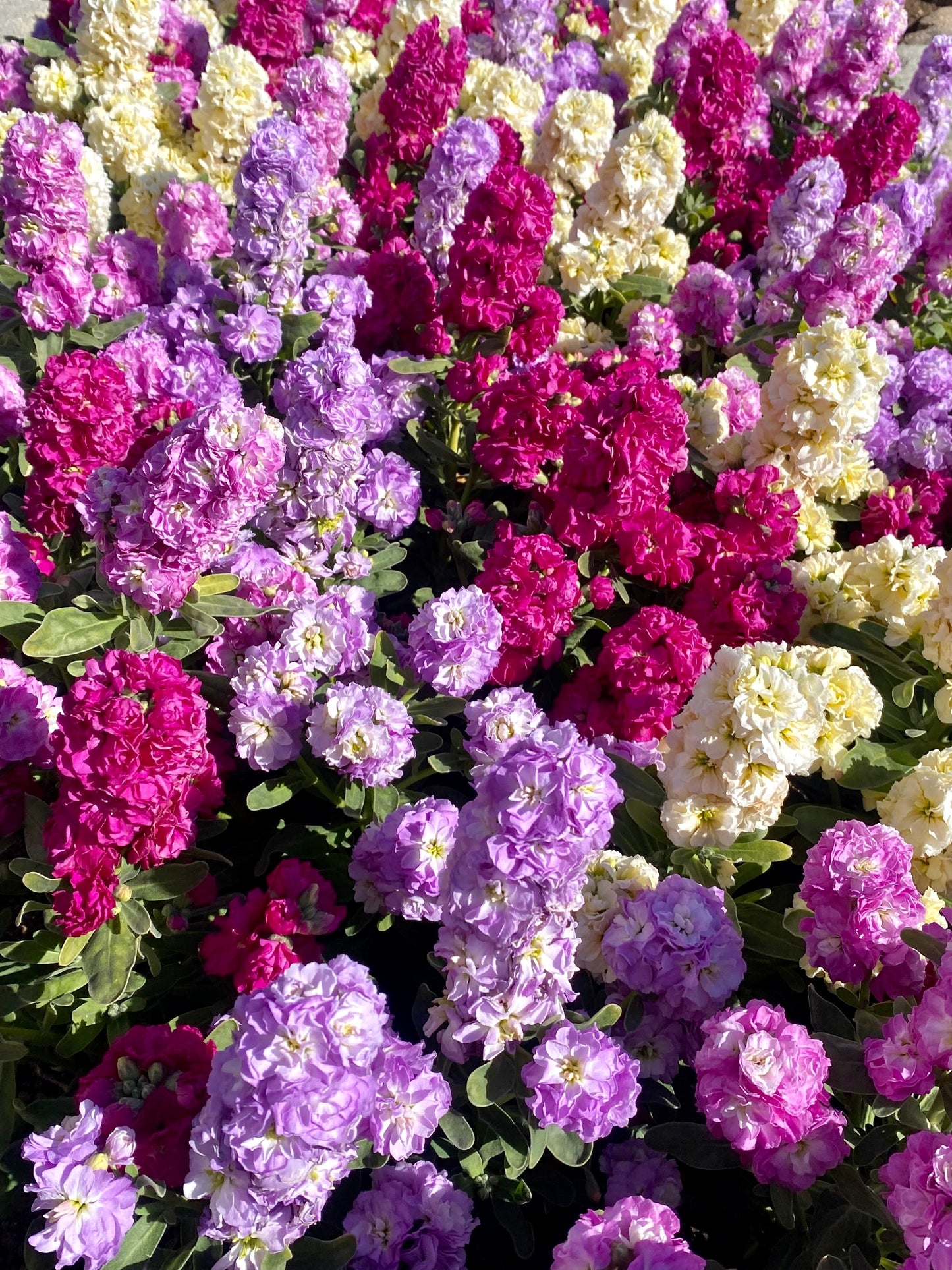 50 MIXED COLORS STOCK Matthiola Incana Ten-Week Gillyflower Blue White Pink Red Purple Seeds