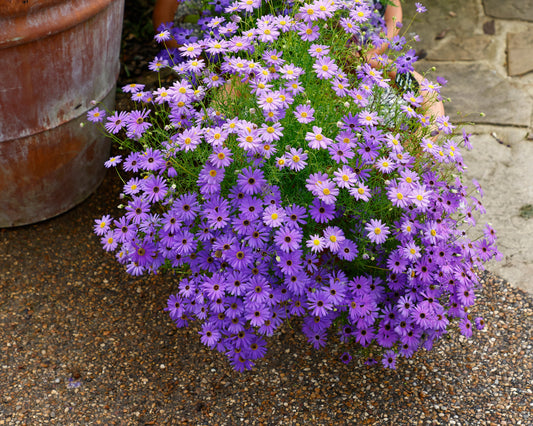 200 Mixed Colors SWAN RIVER DAISY Brachyscome Iberidifolia Flower Seeds