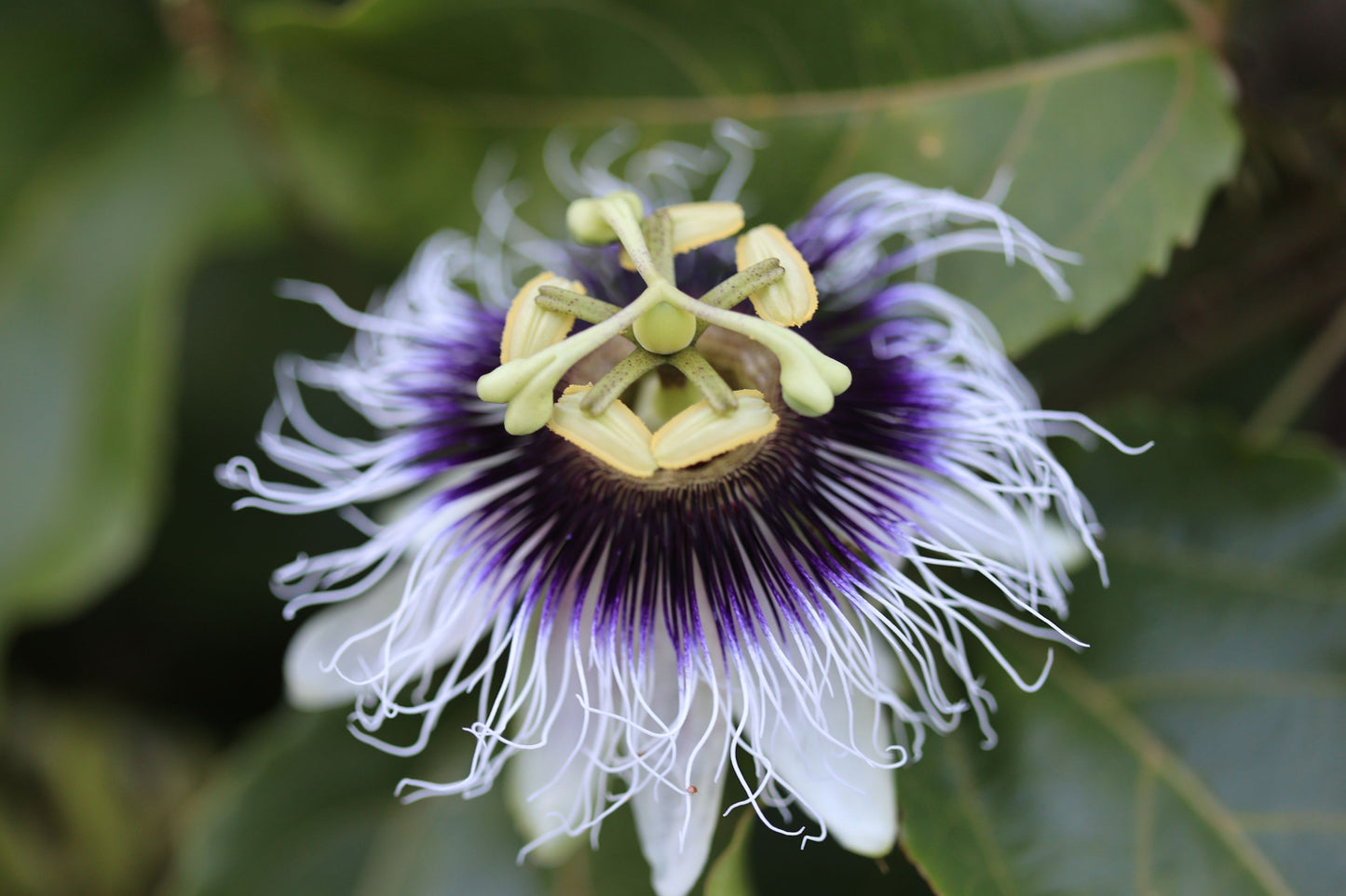 10 YELLOW PASSION FRUIT Vine Passiflora Edulis Flavicarpa Golden Passionfruit Purple & White Flower Seeds