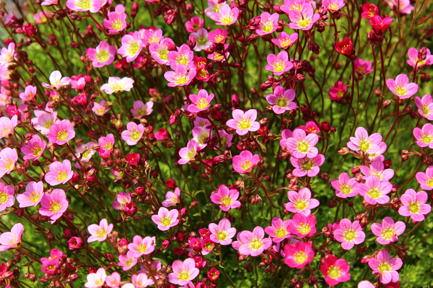50 FLORAL CARPET SAXIFRAGA Arendsii Rose Pink Mossy Rockfoil Evergreen Flower Seeds