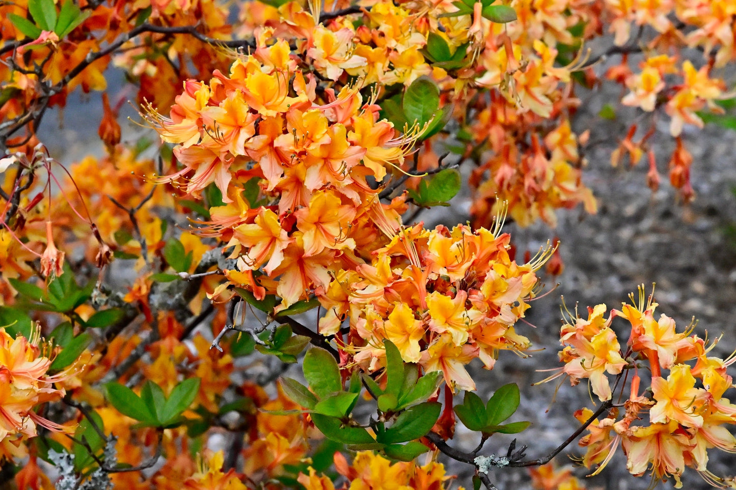 30 Orange FLAME AZALEA Rhododendron Calendulaceum Bush Shrub Flower Seeds