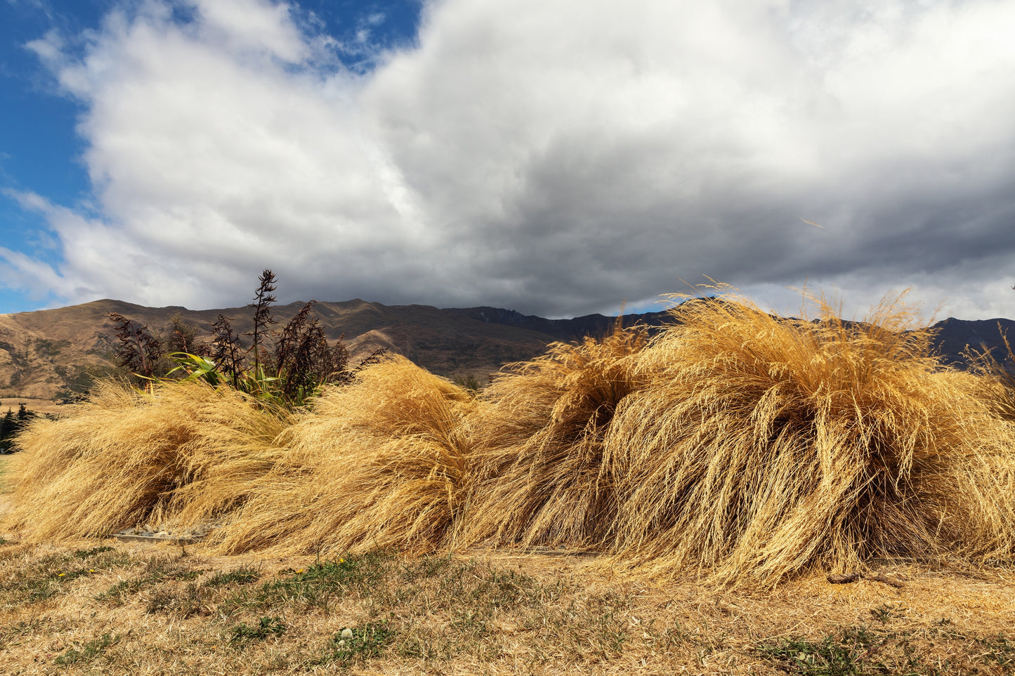50 PHEASANT TAILS GRASS Feather Reed New Zealand Wind Stipa Arundinacea syn Anemanthele Lessoniana Ornamental Grass Seeds