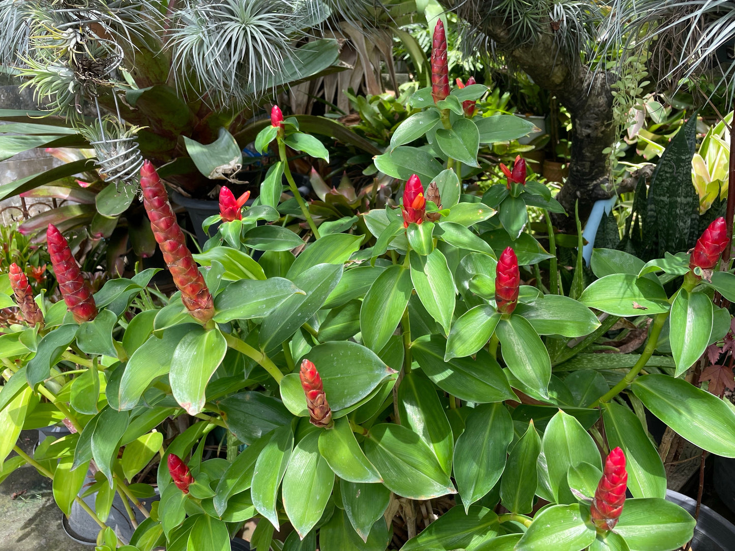 10 CREPE GINGER Hellenia Speciosa Cheilocostus Costus Red & White Wild Spiral Flag Flower Seeds