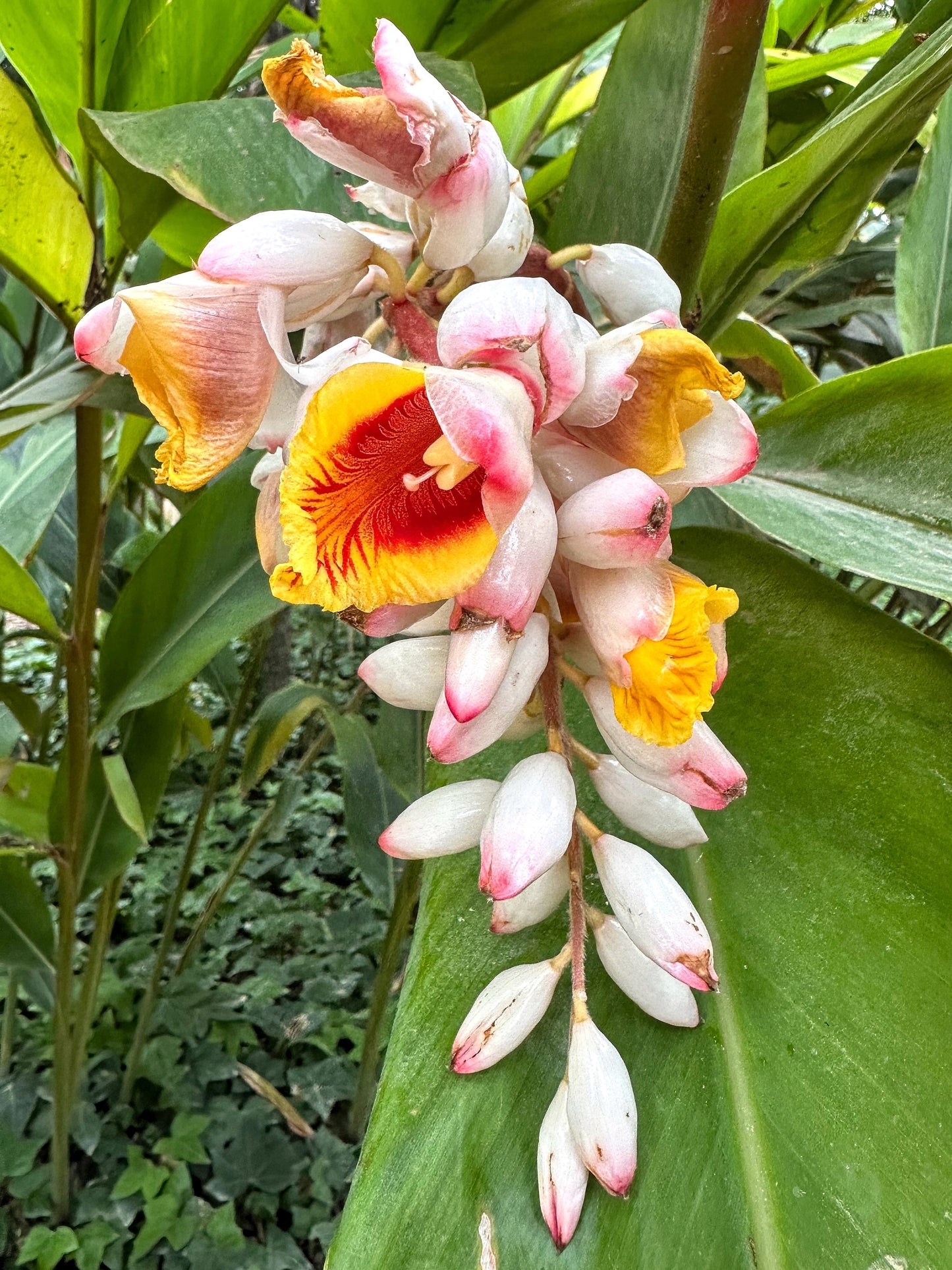 5 KAT GINGER Pink & Yellow Shell Alpinia Katsumadai Hayata Flower Herb –  Seedville USA
