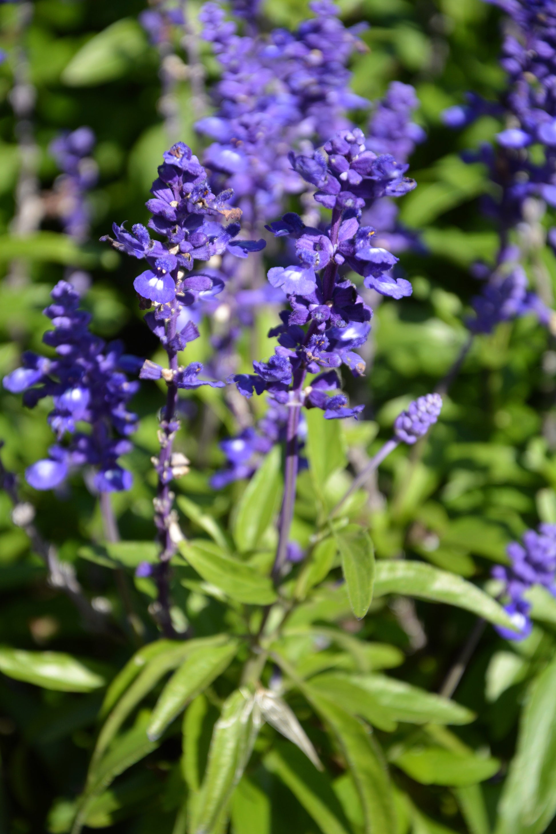 lavender sage seeds 500 BLUE BEDDER SAGE Salvia Farinacea Flower Seeds