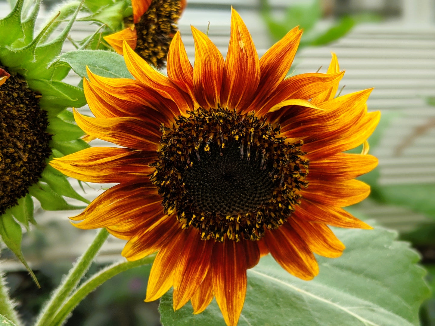 25 INDIAN BLANKET SUNFLOWER Helianthus Annuus Mixed Colors Flower Seeds