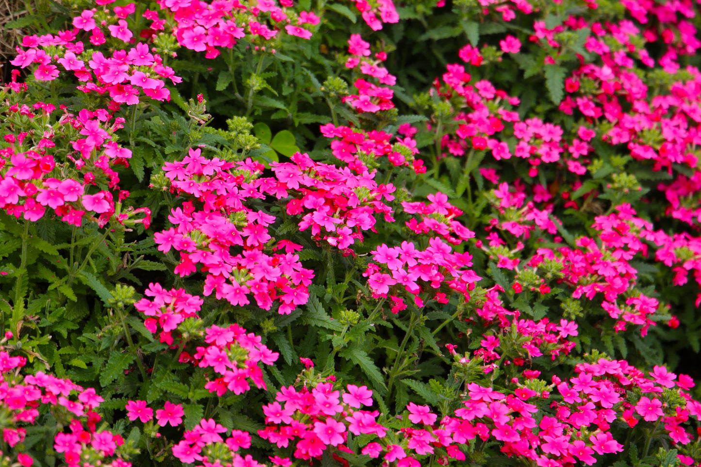 200 Pink & Purple MOSS VERBENA Verbena Tenuisecta Fragrant Hummingbird Flower Seeds