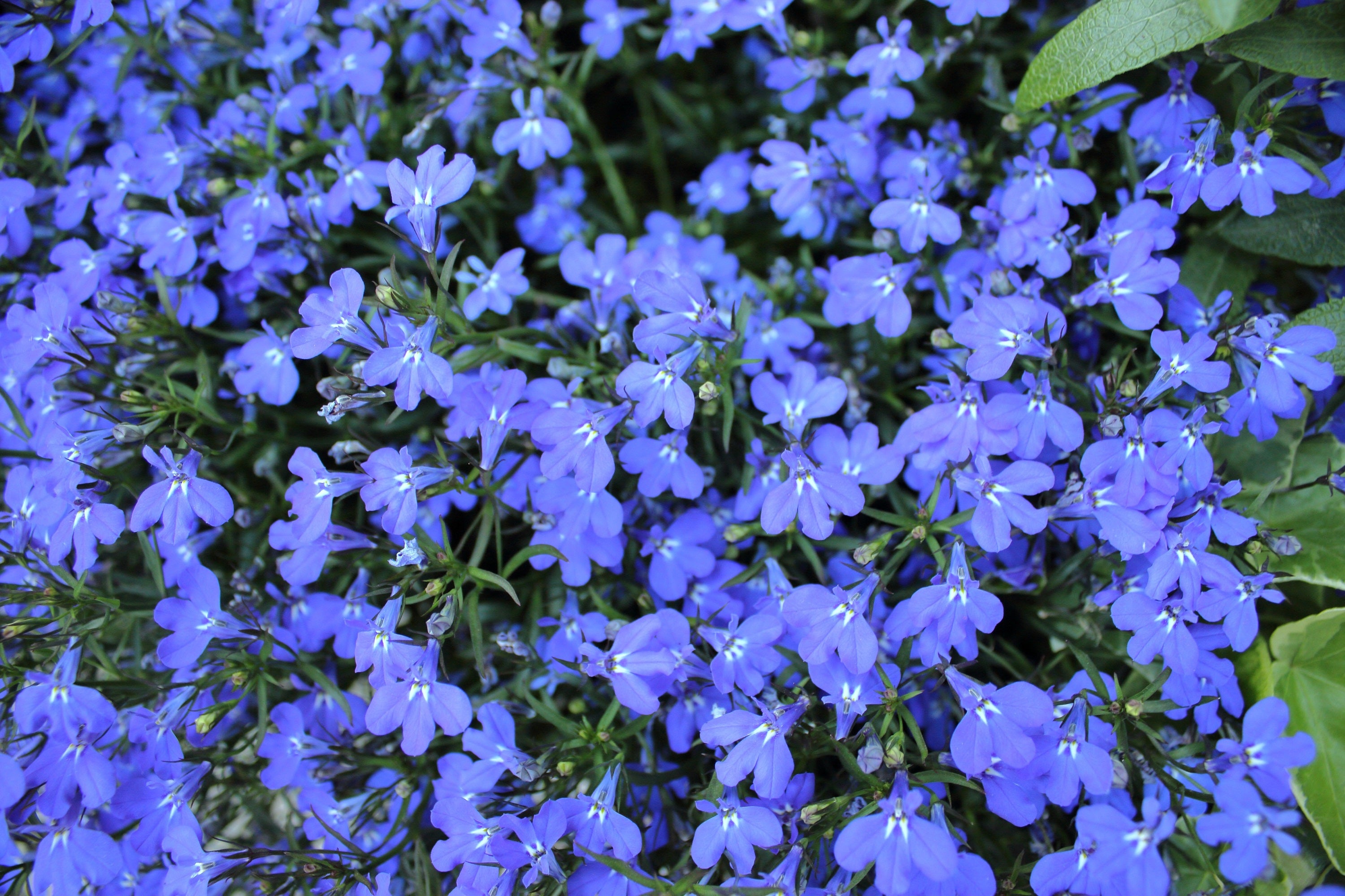 Seedville Lobelia Regatta Erinus Flower Seeds - Thumbnail 3
