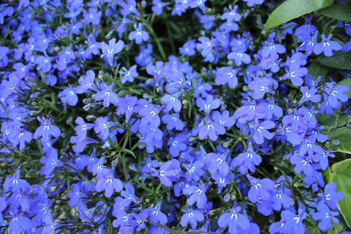 200 CAMBRIDGE BLUE LOBELIA Regatta Erinus Trailing Flower Seeds