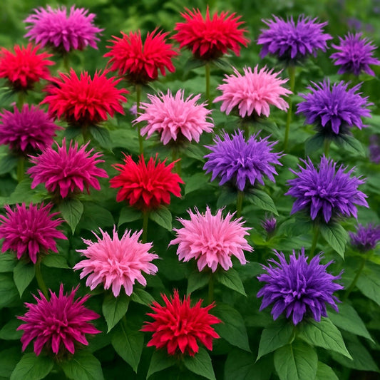 25 BEE BALM MIX Lemon Hummingbird Mint Monarda Didyma Mixed Colors Scarlet, Red, Pink, Purple, Spotted, & Salmon Flower Seeds