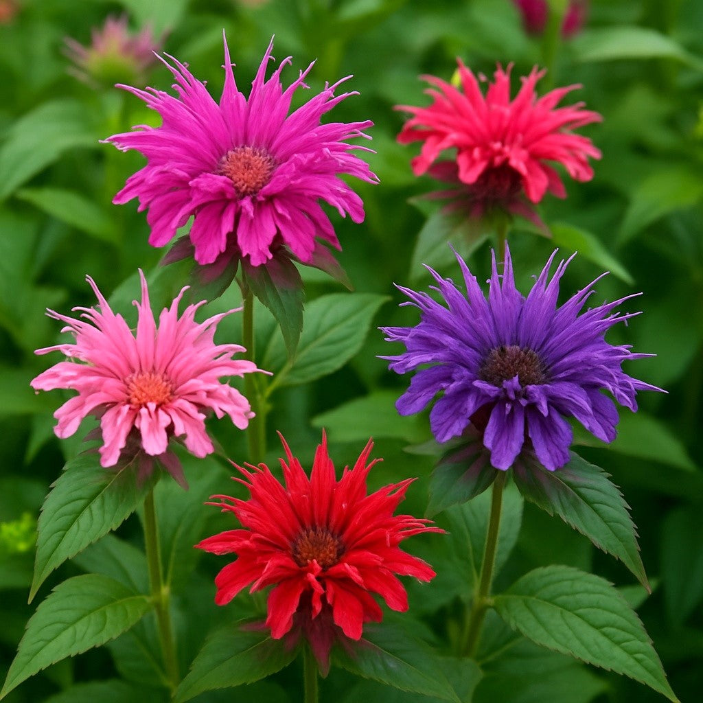 25 BEE BALM MIX Lemon Hummingbird Mint Monarda Didyma Mixed Colors Scarlet, Red, Pink, Purple, Spotted, & Salmon Flower Seeds