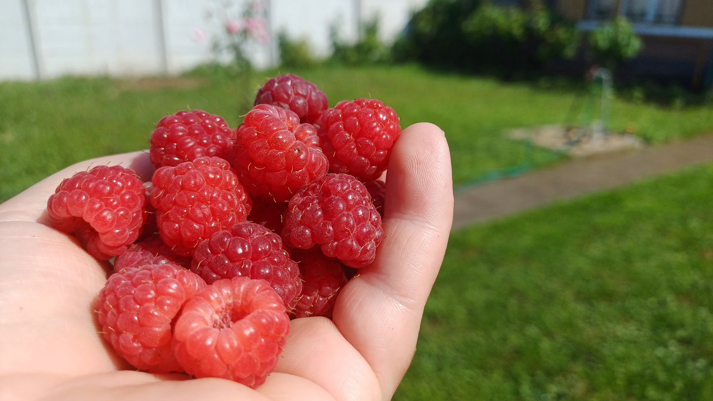 100 RED RASPBERRY Rubus Idaeus Fruit Bush Vine Seeds