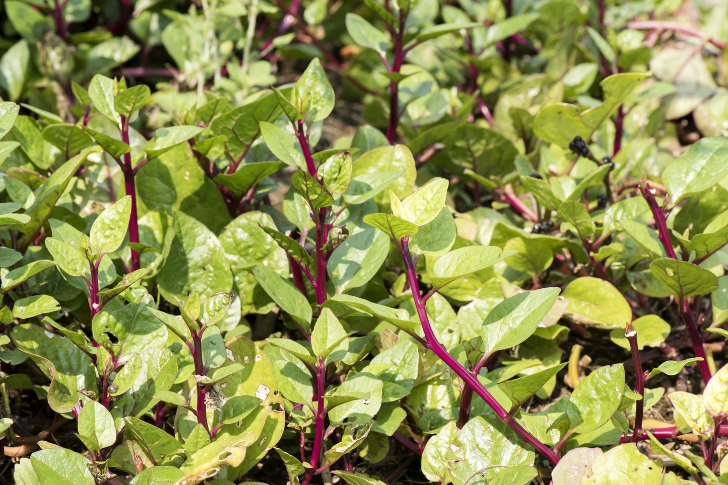 50 RED Stem MALABAR SPINACH Red Vine Ceylon Basella Alba Rubra Vegetable Seeds