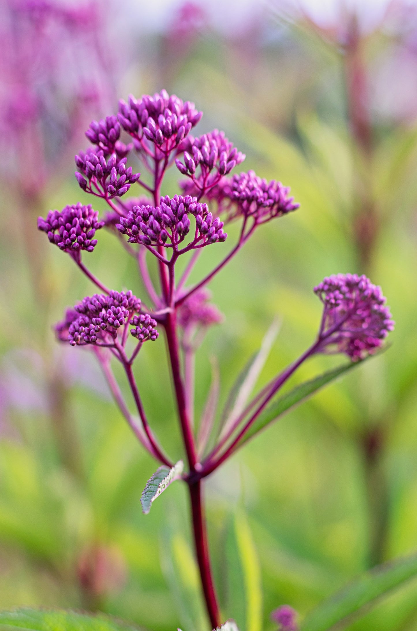 50 Mixed Colors JOE PYE WEED Eupatorium Maculatum Flower Seeds