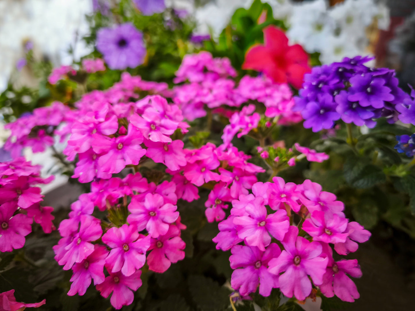 200 Pink & Purple MOSS VERBENA Verbena Tenuisecta Fragrant Hummingbird Flower Seeds