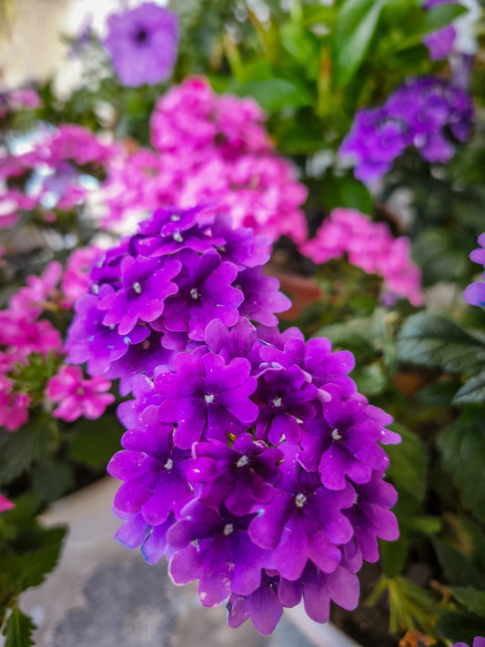 200 Pink & Purple MOSS VERBENA Verbena Tenuisecta Fragrant Hummingbird Flower Seeds