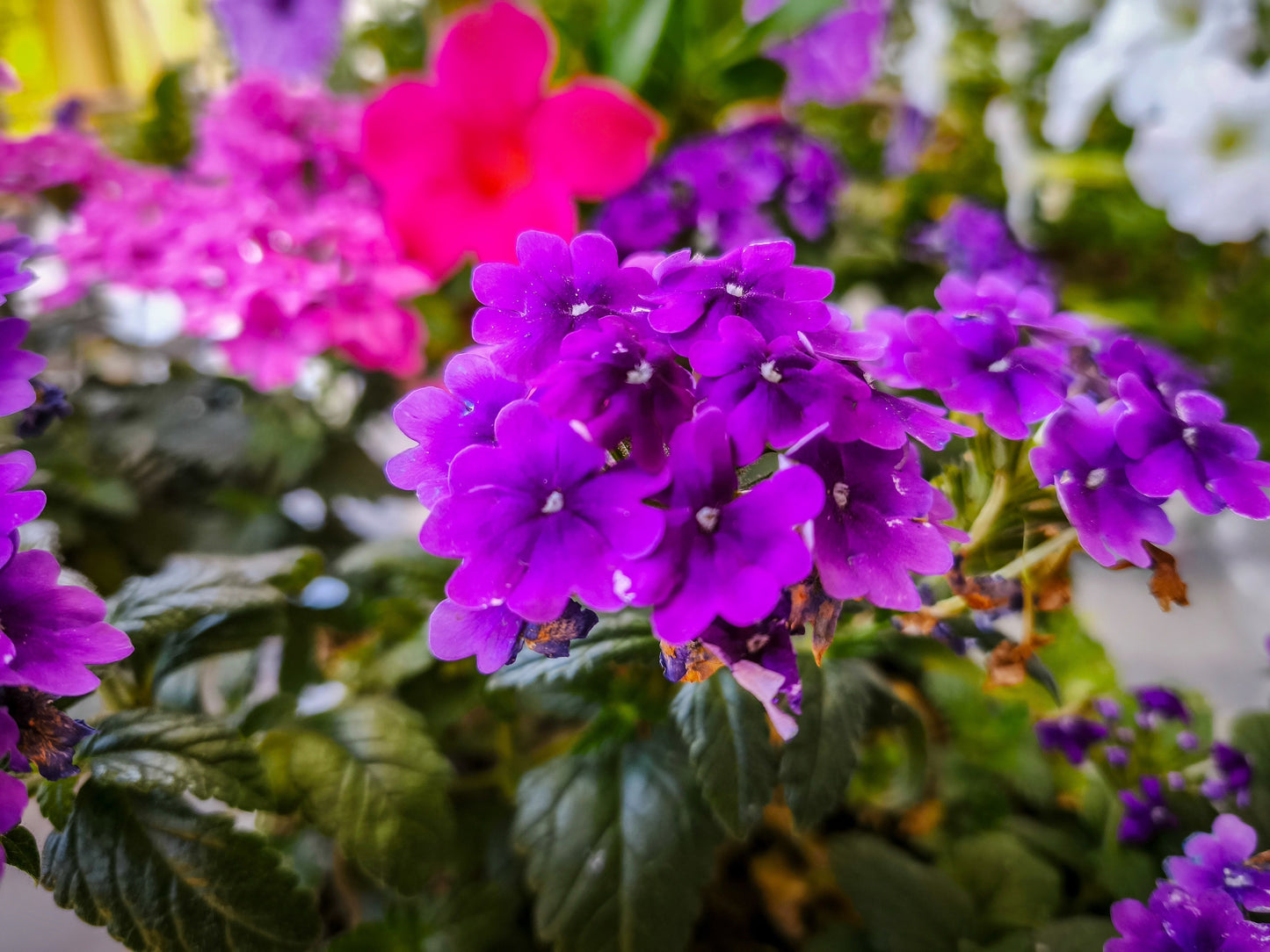 200 Pink & Purple MOSS VERBENA Verbena Tenuisecta Fragrant Hummingbird Flower Seeds