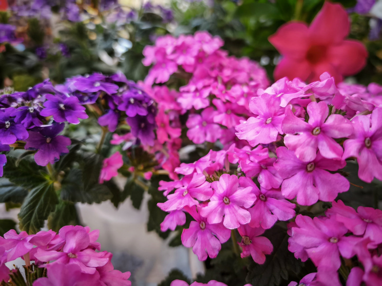 200 Pink & Purple MOSS VERBENA Verbena Tenuisecta Fragrant Hummingbird Flower Seeds