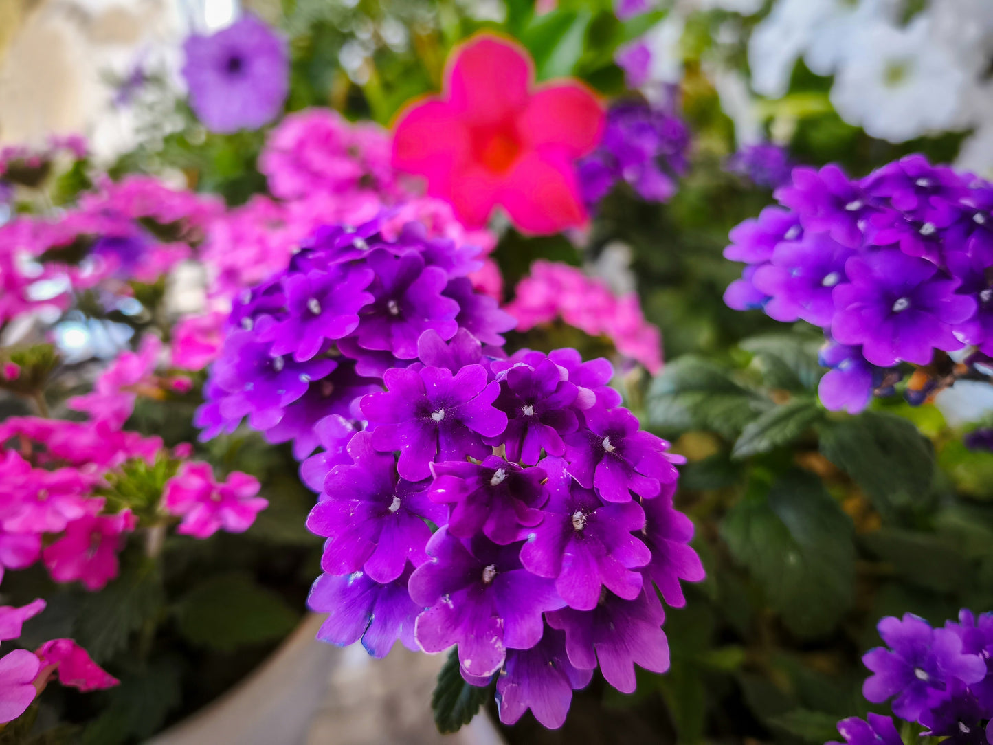 200 Pink & Purple MOSS VERBENA Verbena Tenuisecta Fragrant Hummingbird Flower Seeds