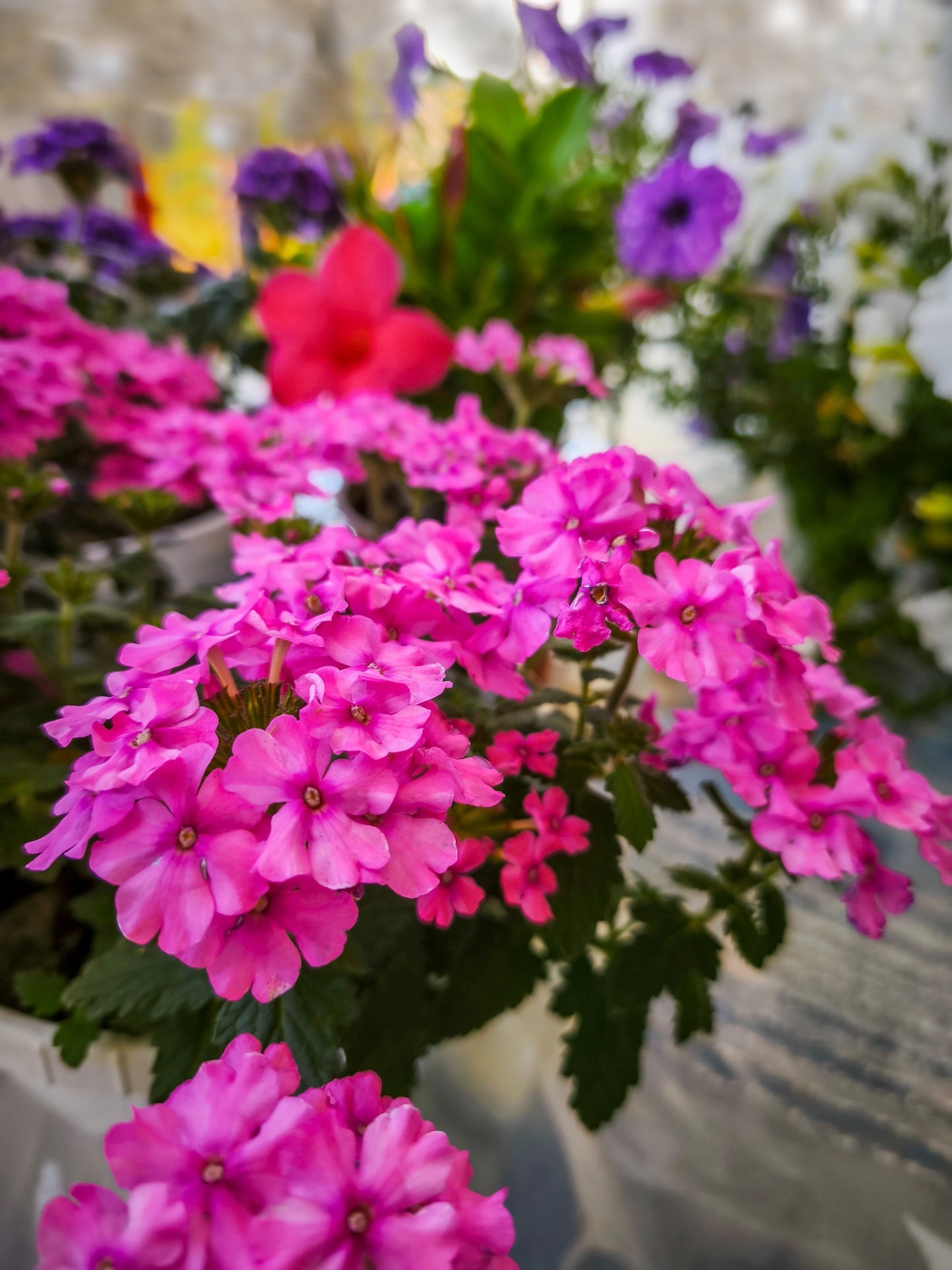 200 Pink & Purple MOSS VERBENA Verbena Tenuisecta Fragrant Hummingbird Flower Seeds