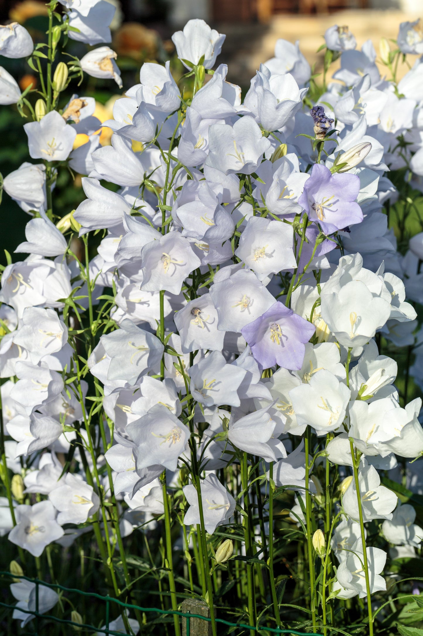 200 White CANTERBURY BELLS - CAMPANULA Medium Flower Seeds