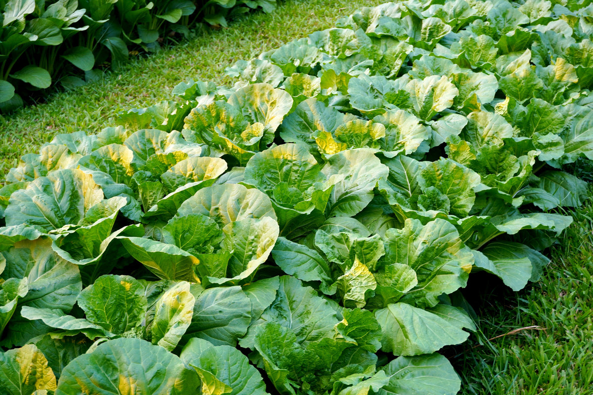 3000 FLORIDA BROADLEAF MUSTARD Brassica Juncea Herb Vegetable Seeds