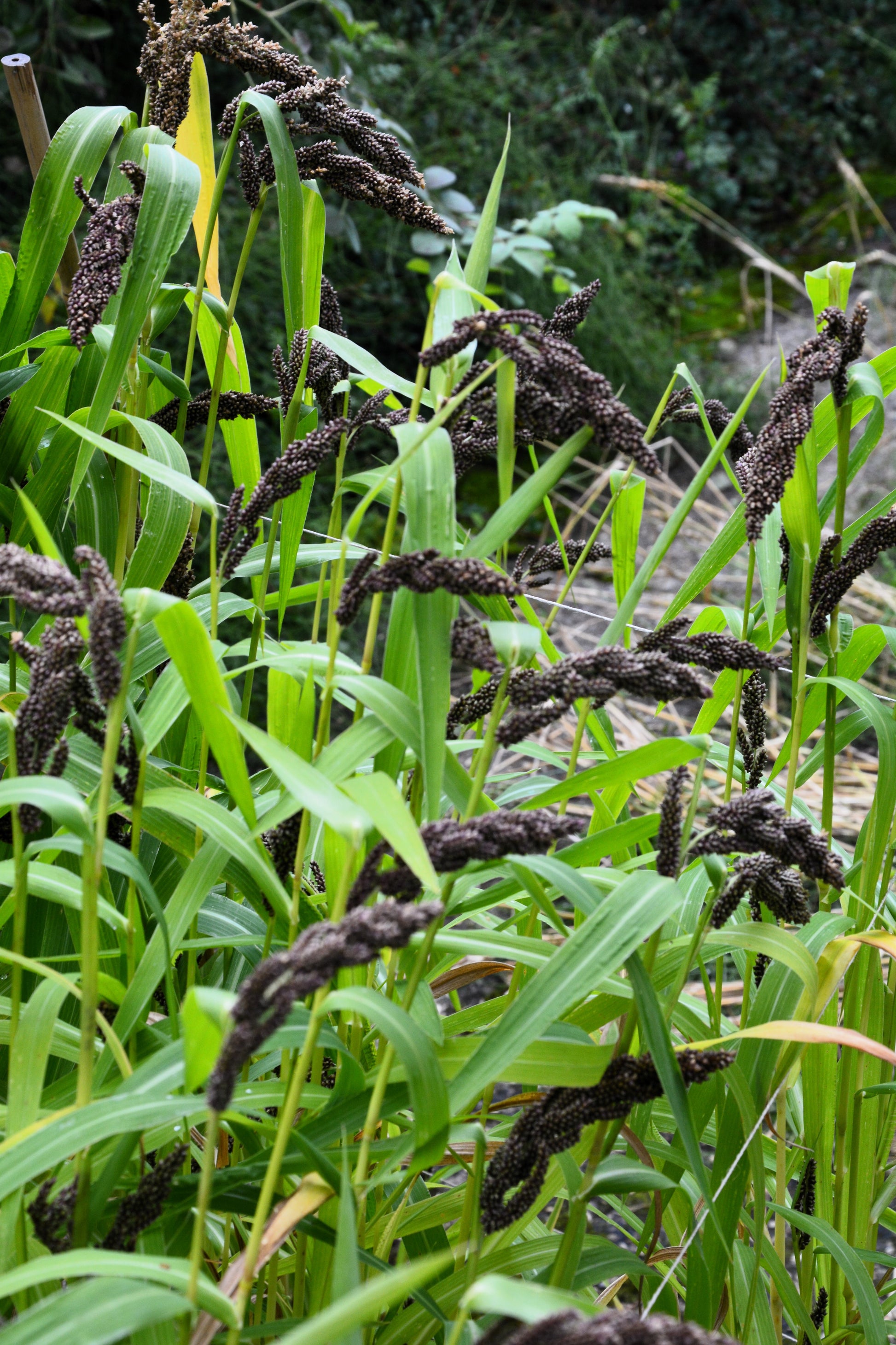 japanese millet herbicides 150 JAPANESE MILLET Billion Dollar Grass Grain Echinochloa Frumentacea – Seedville USA