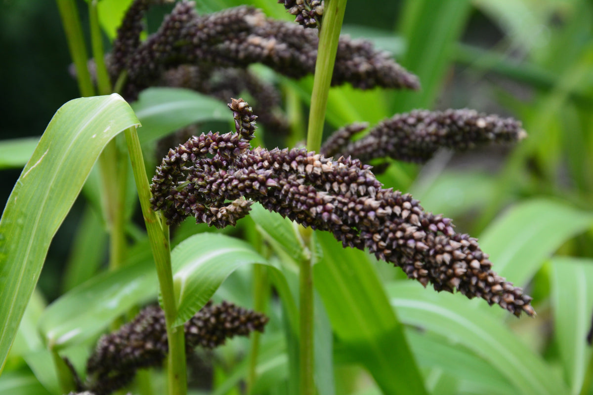 150 JAPANESE MILLET Billion Dollar Grass Grain Echinochloa Frumentacea Seeds