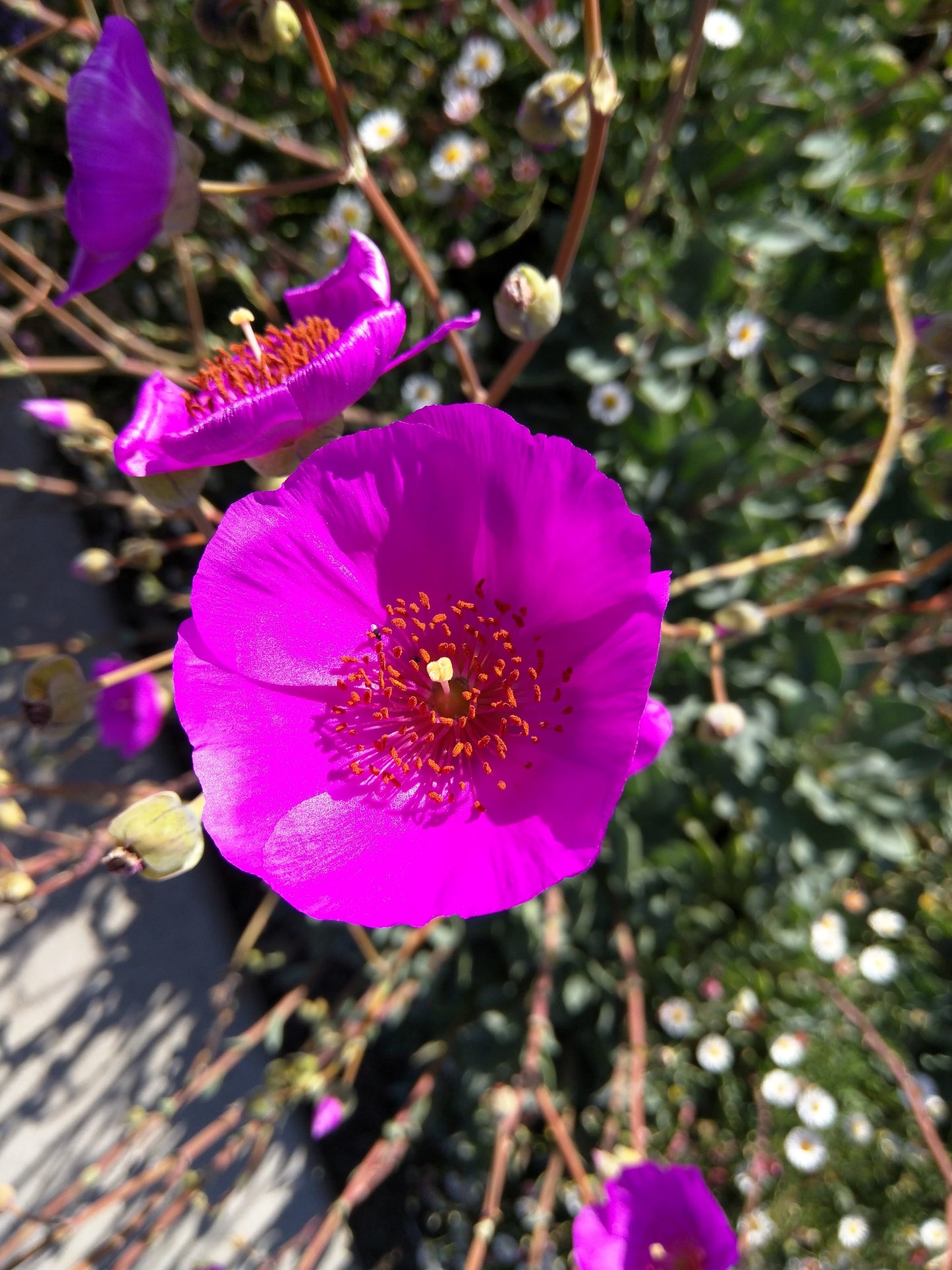 50 RED ROCK PURSLANE ' Ruby Tuesday ' Calandrinia Umbellata Magenta Flower Herb Seeds