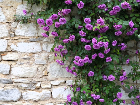 5 PURPLE CLIMBING ROSE Rosa Bush Vine Climber Fragrant Butterfly Flower Seeds