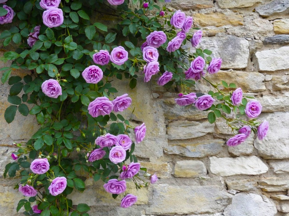 purple climbing rose seeds 5 PURPLE CLIMBING ROSE Rosa Bush Vine Climber Fragrant Butterfly Flower Seeds