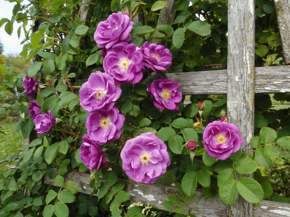 5 PURPLE CLIMBING ROSE Rosa Bush Vine Climber Fragrant Butterfly
