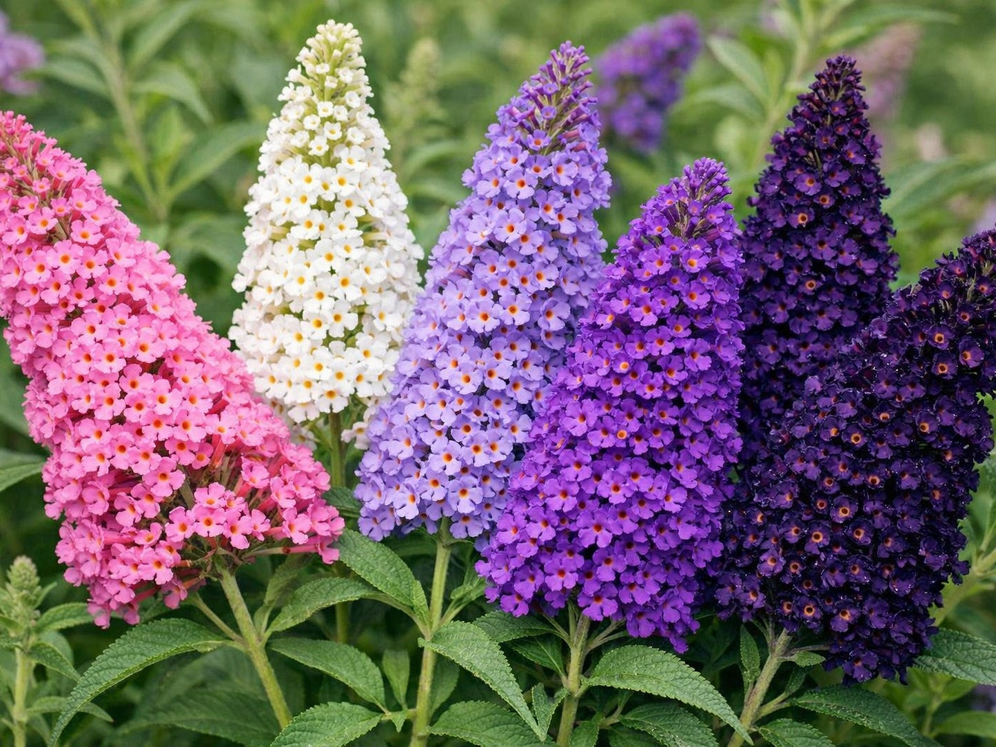 100 MIXED Colors BUTTERFLY BUSH Buddleja Davidii Flower Shrub Seeds